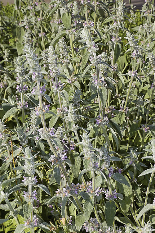 Stachys cretica subsp. cassia, a form of a 20-80cm high, clump-forming, summer-flowering perennial native to southern Europe. Its small flowers are rose pink to pale lavender