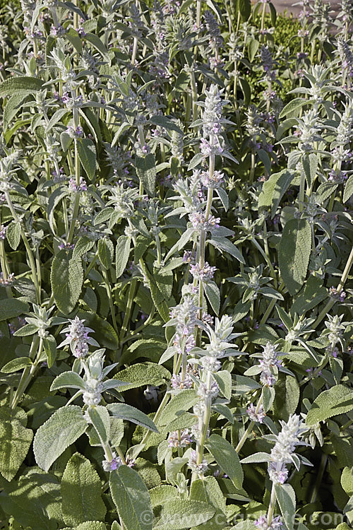 Stachys cretica subsp. cassia, a form of a 20-80cm high, clump-forming, summer-flowering perennial native to southern Europe. Its small flowers are rose pink to pale lavender