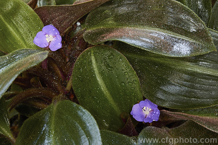 Siderasis fuscata, an evergreen perennial native to eastern Brazil. It is related to Tradescantia and is notable for its 10-25cm long velvety leaves covered in fine red-brown hairs. The flowers are up to 4cm wide. siderasis-3307htm'>Siderasis. <a href='commelinaceae-plant-family-photoshtml'>Commelinaceae</a>.