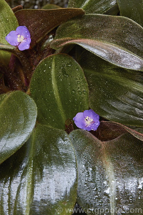 Siderasis fuscata, an evergreen perennial native to eastern Brazil. It is related to Tradescantia and is notable for its 10-25cm long velvety leaves covered in fine red-brown hairs. The flowers are up to 4cm wide. siderasis-3307htm'>Siderasis. <a href='commelinaceae-plant-family-photoshtml'>Commelinaceae</a>.