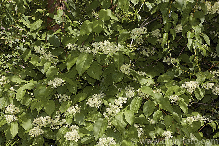 Regel's Threewingnut (<i>Tripterygium regelii</i>), a vigorous, scrambling, deciduous shrub that may be grown as a climber. It is native to Japan, Korea and nearby parts of China and can spread to around 10m wide. The panicles of tiny cream flowers open in early summer and are followed by small, green, three-winged seed capsules. tripterygium-3370htm'>Tripterygium. <a href='celastraceae-plant-family-photoshtml'>Celastraceae</a>.