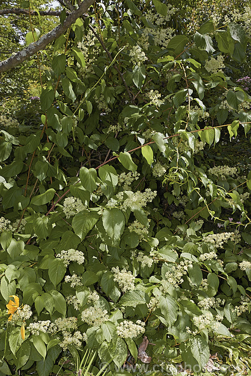 Regel's Threewingnut (<i>Tripterygium regelii</i>), a vigorous, scrambling, deciduous shrub that may be grown as a climber. It is native to Japan, Korea and nearby parts of China and can spread to around 10m wide. The panicles of tiny cream flowers open in early summer and are followed by small, green, three-winged seed capsules. tripterygium-3370htm'>Tripterygium. <a href='celastraceae-plant-family-photoshtml'>Celastraceae</a>.