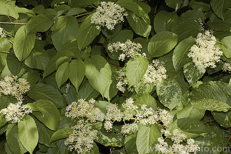 Regel's Threewingnut (<i>Tripterygium regelii</i>), a vigorous, scrambling, deciduous shrub that may be grown as a climber. It is native to Japan, Korea and nearby parts of China and can spread to around 10m wide. The panicles of tiny cream flowers open in early summer and are followed by small, green, three-winged seed capsules. tripterygium-3370htm'>Tripterygium. <a href='celastraceae-plant-family-photoshtml'>Celastraceae</a>.