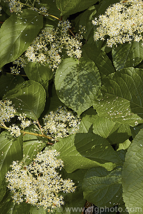 Regel's Threewingnut (<i>Tripterygium regelii</i>), a vigorous, scrambling, deciduous shrub that may be grown as a climber. It is native to Japan, Korea and nearby parts of China and can spread to around 10m wide. The panicles of tiny cream flowers open in early summer and are followed by small, green, three-winged seed capsules. tripterygium-3370htm'>Tripterygium. <a href='celastraceae-plant-family-photoshtml'>Celastraceae</a>.