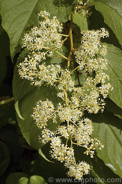 Regel's Threewingnut (<i>Tripterygium regelii</i>), a vigorous, scrambling, deciduous shrub that may be grown as a climber. It is native to Japan, Korea and nearby parts of China and can spread to around 10m wide. The panicles of tiny cream flowers open in early summer and are followed by small, green, three-winged seed capsules. tripterygium-3370htm'>Tripterygium. <a href='celastraceae-plant-family-photoshtml'>Celastraceae</a>.