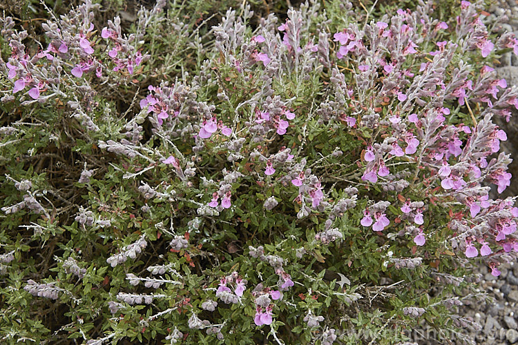 Teucrium subspinosum, an evergreen summer-flowering perennial or subshrub native to Majorca. Its wiry branches bear small spines and the tiny leaves have a white indumentum on the underside. teucrium-2507htm'>Teucrium.