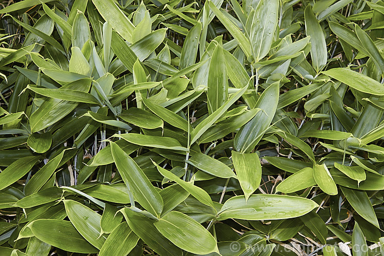 Kuma. Zasa (<i>Sasa veitchii</i>) with new growth before its develops the typical buff-coloured, dry, papery edge to the leaves. This clumping, 80cm-15m high, slowly spreading, rhizomatous bamboo is native to Japan. The dry papery edge to the foliage is normal and seen even on quite young leaves. sasa-3282htm'>Sasa. .