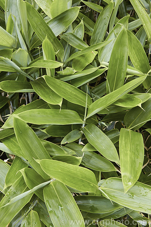 Kuma. Zasa (<i>Sasa veitchii</i>) with new growth before its develops the typical buff-coloured, dry, papery edge to the leaves. This clumping, 80cm-15m high, slowly spreading, rhizomatous bamboo is native to Japan. The dry papery edge to the foliage is normal and seen even on quite young leaves. sasa-3282htm'>Sasa. .
