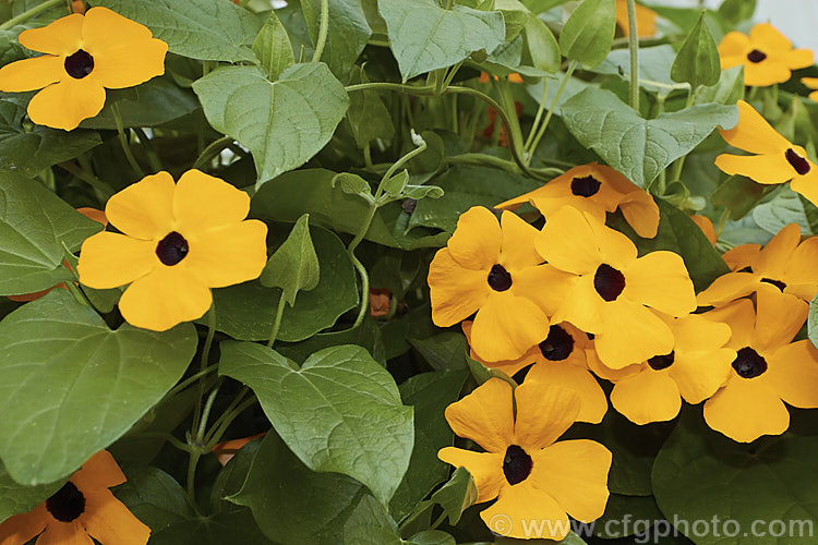 Black-eyed. Susan. Vine (<i>Thunbergia alata</i>), a strong growing, summer- to autumn-flowering, twining perennial climber native to tropical Africa. It is widely cultivated as a greenhouse or conservatory plant in temperate areas. Order: Asterales, Family: Asteraceae