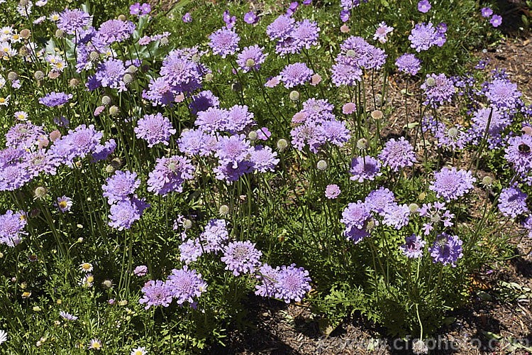 Scabiosa columbaria 'Butterfly. Blue' (aka 'Blue Butterfly'), cultivar of a summer-flowering biennial or short-lived perennial native to Europe, western Asia and North Africa 'Butterfly. Blue' has fine ferny foliage that forms a low mound with flower stems around 30-40cm tall, rarely to 70cm. scabiosa-2488htm'>Scabiosa. <a href='caprifoliaceae-plant-family-photoshtml'>Caprifoliaceae</a>.