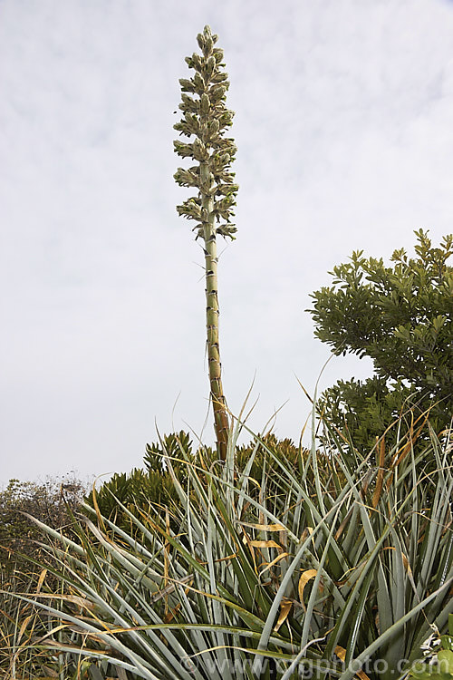 Puya herzogii, a terrestrial bromeliad native to small areas of Bolivia where it occurs at altitudes of 2300-4000m. The flowerheads grow on stems up to 2m tall, are heavily felted and produce green to greenish yellow flowers