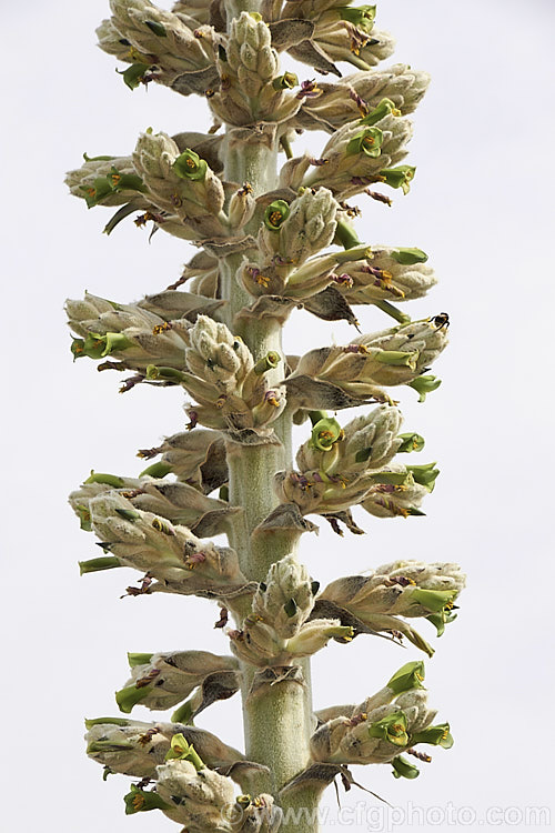 Flowerhead of Puya herzogii, a terrestrial bromeliad native to small areas of Bolivia where it occurs at altitudes of 2300-4000m. The flowerheads grow on stems up to 2m tall, are heavily felted and produce green to greenish yellow flowers