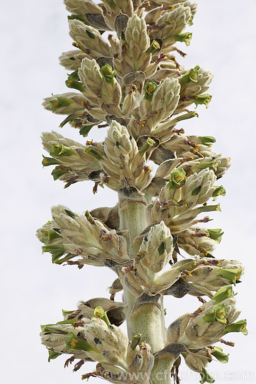 Flowerhead of Puya herzogii, a terrestrial bromeliad native to small areas of Bolivia where it occurs at altitudes of 2300-4000m. The flowerheads grow on stems up to 2m tall, are heavily felted and produce green to greenish yellow flowers