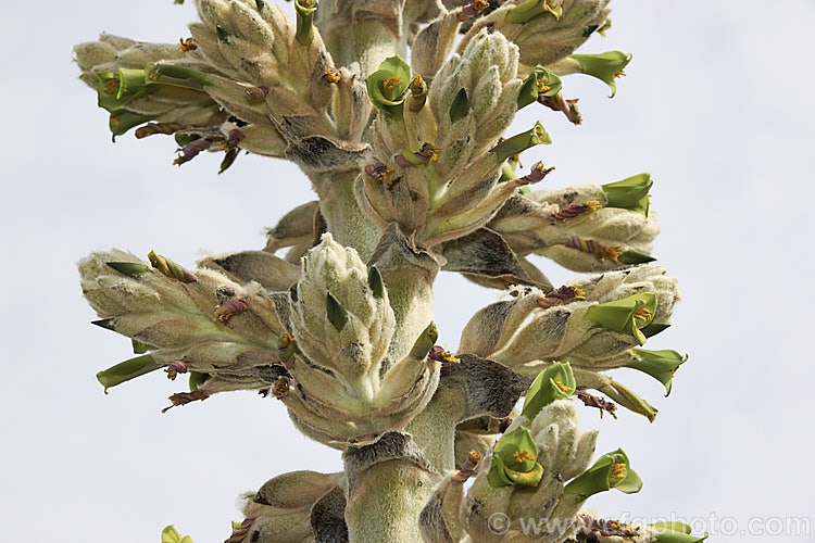 Flowerhead of Puya herzogii, a terrestrial bromeliad native to small areas of Bolivia where it occurs at altitudes of 2300-4000m. The flowerheads grow on stems up to 2m tall, are heavily felted and produce green to greenish yellow flowers