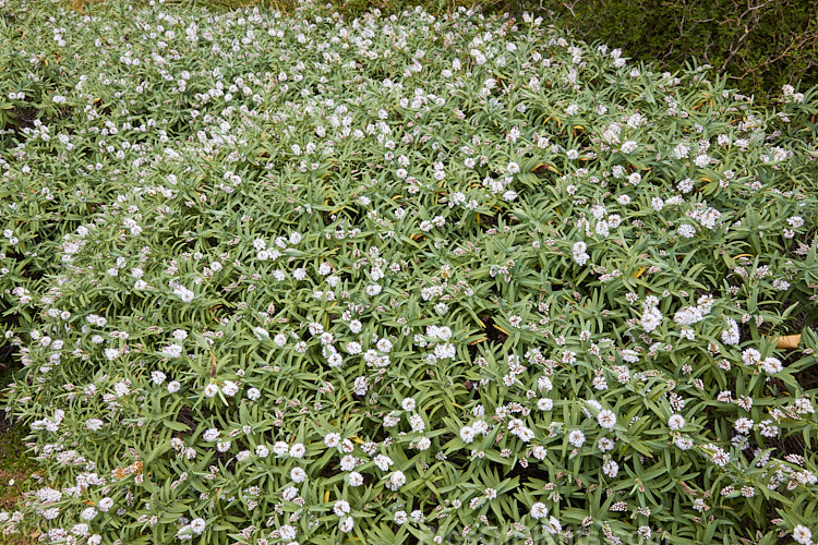 <i>Veronica albicans</i> (syns. <i>Hebe albicans</i>, <i>Hebe recurva</i>), a 60cm-1.2m high evergreen shrub found at 1000-1400m altitude in the Nelson region in the northern part of New Zealand's South Island Its flowers are primarily white and open in summer. Cultivated forms are smaller and seldom exceed 50cm tall Order: Lamiales, Family: Plantaginaceae