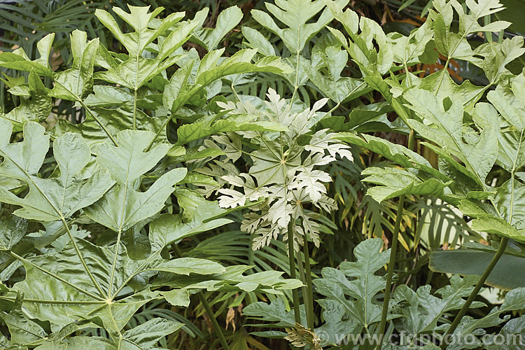 Snowflake. Tree (<i>Trevesia palmata 'Micholitzii'), a cultivar of a large shrub or small tree native to tropical Asia, found from India to Thailand and southern China. It differs from the species in have more finely divided foliage that has a covering of silvery buff hairs rather than red-brown. Also, the petioles are always smooth, while those of the species sometimes carry fine prickles. trevesia-3365htm'>Trevesia. Order: Apiales, Family: Araliaceae
