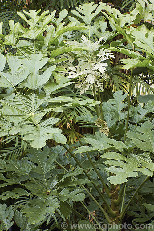 Snowflake. Tree (<i>Trevesia palmata 'Micholitzii'), a cultivar of a large shrub or small tree native to tropical Asia, found from India to Thailand and southern China. It differs from the species in have more finely divided foliage that has a covering of silvery buff hairs rather than red-brown. Also, the petioles are always smooth, while those of the species sometimes carry fine prickles. trevesia-3365htm'>Trevesia. Order: Apiales, Family: Araliaceae