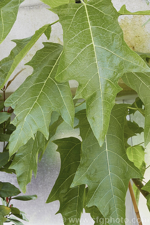 Foliage of the Oak-leaved Papaya (<i>Vasconcellea quercifolia [syn. Carica quercifolia]), a 5-6m tall evergreen to semi-deciduous tree native to the highlands of tropical South America. Its sprays of tiny green to cream flowers develop into small fruits that are orange-brown when ripe and edible. The foliage is distinctively lobed and the leaves are up to 30cm long. This species is one of the hardiest papayas. vasconcellea-3382htm'>Vasconcellea. <a href='caricaceae-plant-family-photoshtml'>Caricaceae</a>.
