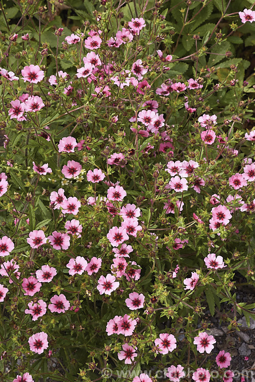 Potentilla nepalensis 'Helen. Jane', a cultivar of a summer-flowering west. Himalayan perennial. It differs from the species in having bright deep pink flowers rather than red