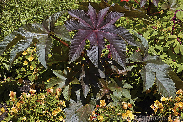 Purple-leafed. Castor. Bean (<i>Ricinus communis 'Carmencita'), this Castor. Bean cultivar has bright red female flowers in addition to its dark foliage. The Castor. Bean is an evergreen, 5-12m tall shrub originally native northeastern Africa and the Middle. East but now widespread in the tropics. The source of castor oil, it is cultivated as a foliage plant but produces very poisonous spiny fruits and seeds, and can cause contact dermatitis