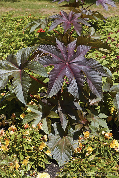 Purple-leafed. Castor. Bean (<i>Ricinus communis 'Carmencita'), this Castor. Bean cultivar has bright red female flowers in addition to its dark foliage. The Castor. Bean is an evergreen, 5-12m tall shrub originally native northeastern Africa and the Middle. East but now widespread in the tropics. The source of castor oil, it is cultivated as a foliage plant but produces very poisonous spiny fruits and seeds, and can cause contact dermatitis