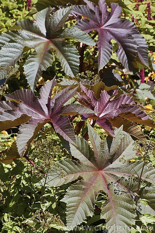 Purple-leafed. Castor. Bean (<i>Ricinus communis 'Carmencita'), this Castor. Bean cultivar has bright red female flowers in addition to its dark foliage. The Castor. Bean is an evergreen, 5-12m tall shrub originally native northeastern Africa and the Middle. East but now widespread in the tropics. The source of castor oil, it is cultivated as a foliage plant but produces very poisonous spiny fruits and seeds, and can cause contact dermatitis