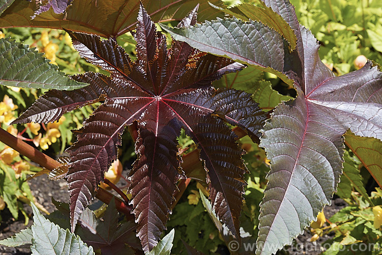 Purple-leafed. Castor. Bean (<i>Ricinus communis 'Carmencita'), this Castor. Bean cultivar has bright red female flowers in addition to its dark foliage. The Castor. Bean is an evergreen, 5-12m tall shrub originally native northeastern Africa and the Middle. East but now widespread in the tropics. The source of castor oil, it is cultivated as a foliage plant but produces very poisonous spiny fruits and seeds, and can cause contact dermatitis