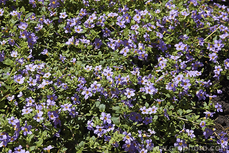 <a href='scrophulariaceae-plant-family-photoshtml'>Scrophulariaceae</a>
