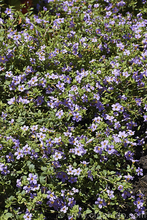 <a href='scrophulariaceae-plant-family-photoshtml'>Scrophulariaceae</a>