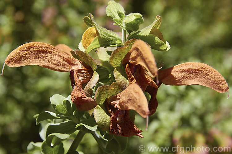 Beach Salvia, Golden Salvia or Brown Salvia (<i>Salvia africana-lutea</i>), an aromatic evergreen, shrub native to South Africa. It has rounded silver-grey foliage with a glaucous tint and nectar-rich flowers that are an unusual golden-brown shade. After the flowers fall the calcyes enlarge and develop reddish purple tones. Order: Lamiales, Family: Lamiaceae