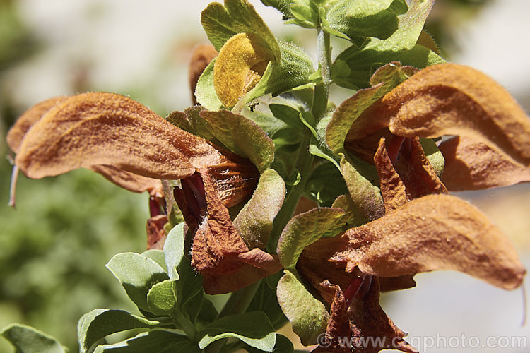 Beach Salvia, Golden Salvia or Brown Salvia (<i>Salvia africana-lutea</i>), an aromatic evergreen, shrub native to South Africa. It has rounded silver-grey foliage with a glaucous tint and nectar-rich flowers that are an unusual golden-brown shade. After the flowers fall the calcyes enlarge and develop reddish purple tones. Order: Lamiales, Family: Lamiaceae