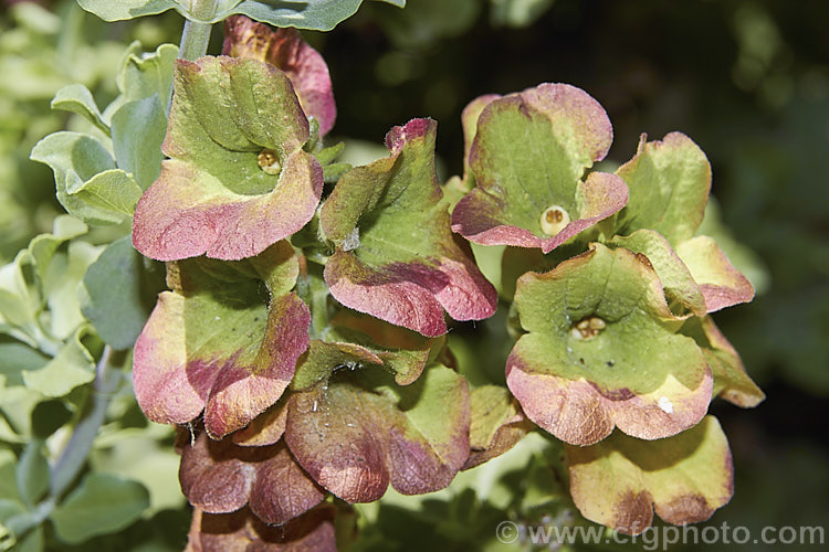 Beach Salvia, Golden Salvia or Brown Salvia (<i>Salvia africana-lutea</i>), an aromatic evergreen, shrub native to South Africa. It has rounded silver-grey foliage with a glaucous tint and nectar-rich flowers that are an unusual golden-brown shade. After the flowers fall the calcyes enlarge and develop reddish purple tones. Order: Lamiales, Family: Lamiaceae