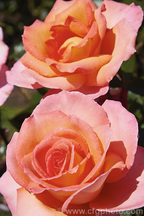 Rosa 'Paddy. Stephens' ('Solitaire' x seedling</i>), a medium-sized. Large-flowered (<i>Hybrid Tea</i>) bush raised by McGredy of New Zealand and introduced in 1991. Order: Rosales, Family: Rosaceae