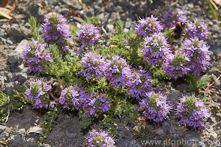Sicily. Thyme or Cilician. Thyme (<i>Thymus cilicicus</i>), a spreading perennial or subshrub native to the Middle. East and western Asia. Its flowers appear in summer on stems up to 15cm high. Order: Lamiales, Family: Lamiaceae