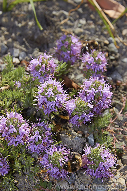 Sicily. Thyme or Cilician. Thyme (<i>Thymus cilicicus</i>), a spreading perennial or subshrub native to the Middle. East and western Asia. Its flowers appear in summer on stems up to 15cm high. Order: Lamiales, Family: Lamiaceae