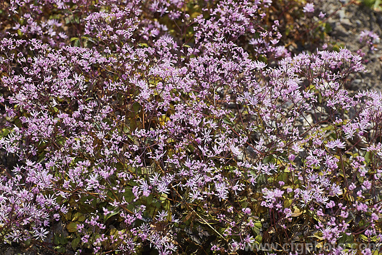 Thalictrum kiusianum, a tiny, spreading perennial native to southern Japan. Its flowers open in summer and are borne on stems usually less than 15cm high and often very short. thalictrum-2040htm'>Thalictrum.