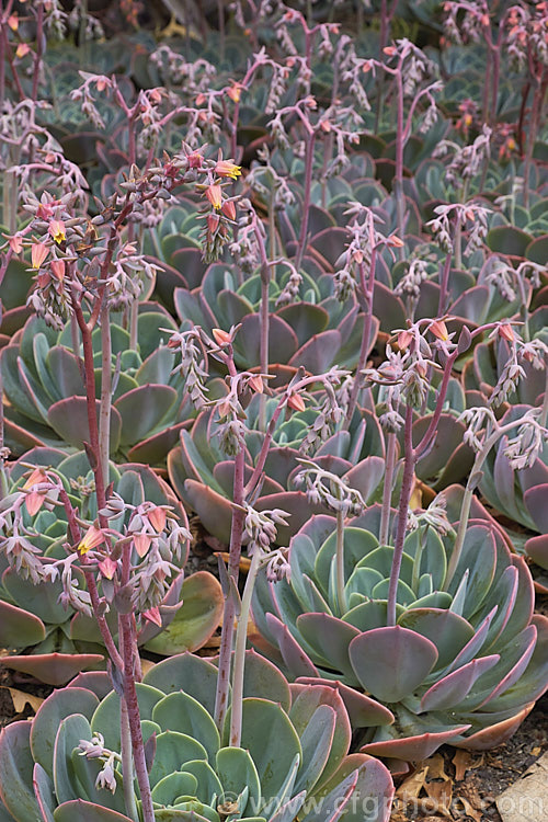 Echeveria x imbricata, this popular spring- to summer-flowering succulent is a hybrid between Echeveria glauca (syn. Echeveria secunda var. glauca</i>) and Echeveria gibbiflora, both. Mexican species. It is widely used for mass plantings and just a few rosettes will soon cover a large area. echeveria-2236htm'>Echeveria. <a href='crassulaceae-plant-family-photoshtml'>Crassulaceae</a>.