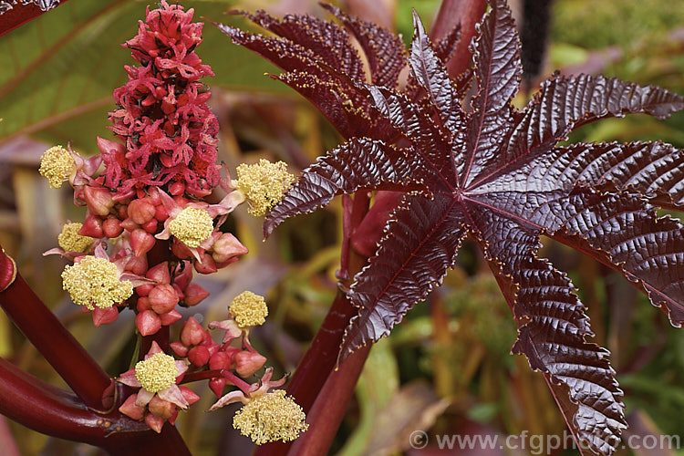The flowerhead of the Purple-leafed. Castor. Bean (<i>Ricinus communis 'Carmencita'), this Castor. Bean cultivar has bright red female flowers in addition to its dark foliage. The Castor. Bean is an evergreen, 5-12m tall shrub originally native northeastern Africa and the Middle. East but now widespread in the tropics. The source of castor oil, it is cultivated as a foliage plant but produces very poisonous spiny fruits and seeds, and can cause contact dermatitis