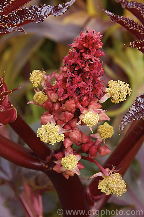 The flowerhead of the Purple-leafed. Castor. Bean (<i>Ricinus communis 'Carmencita'), this Castor. Bean cultivar has bright red female flowers in addition to its dark foliage. The Castor. Bean is an evergreen, 5-12m tall shrub originally native northeastern Africa and the Middle. East but now widespread in the tropics. The source of castor oil, it is cultivated as a foliage plant but produces very poisonous spiny fruits and seeds, and can cause contact dermatitis