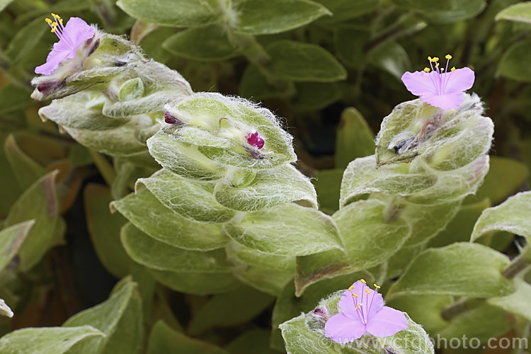 White Velvet, White Gossamer or Cobweb. Spiderwort (<i>Tradescantia sillamontana</i>), a trailing evergreen perennial with leaves covered in fine, downy, white hairs. The small mauve flowers are a bonus as the plant is grown mainly for its form and foliage. It is native to northeastern Mexico and in cultivation is most often seen as a hanging basket plant. tradescantia-3363htm'>Tradescantia. <a href='commelinaceae-plant-family-photoshtml'>Commelinaceae</a>.