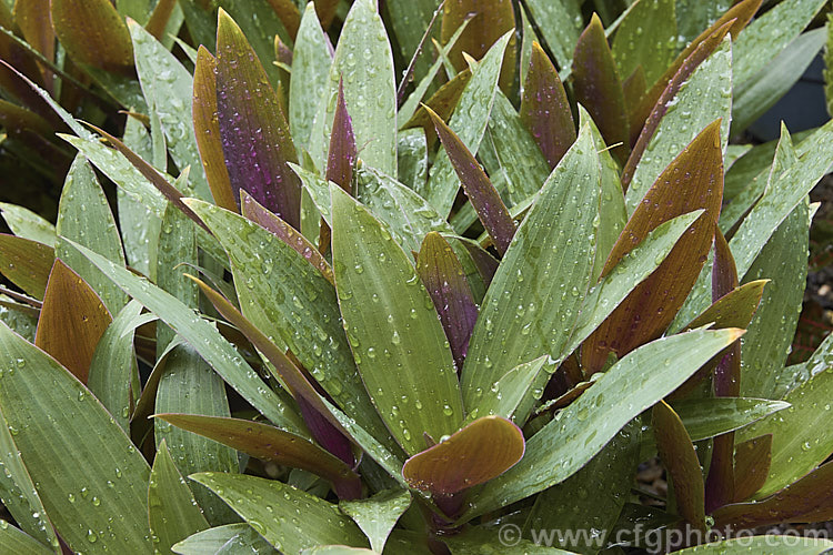 Tradescantia spathacea 'Compacta' (syn. Rhoeo spathacea</i>), a compact cultivar of Cradle. Lily, Boat. Lily or Moses-in-his-cradle, a strappy-leafed evergreen perennial native to Mexico and Central America. Usually grown as a house plant, it will tolerate light frosts. The common names comes form the receptacle that holds the small white flowers. tradescantia-3363htm'>Tradescantia. <a href='commelinaceae-plant-family-photoshtml'>Commelinaceae</a>.