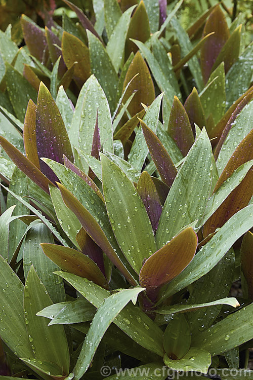 Tradescantia spathacea 'Compacta' (syn. Rhoeo spathacea</i>), a compact cultivar of Cradle. Lily, Boat. Lily or Moses-in-his-cradle, a strappy-leafed evergreen perennial native to Mexico and Central America. Usually grown as a house plant, it will tolerate light frosts. The common names comes form the receptacle that holds the small white flowers. tradescantia-3363htm'>Tradescantia. <a href='commelinaceae-plant-family-photoshtml'>Commelinaceae</a>.