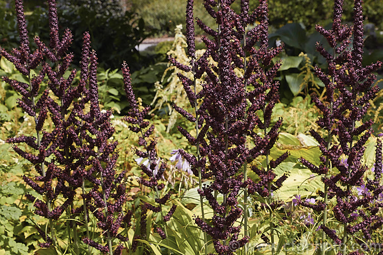 Veratrum nigrum, a summer-flowering rhizomatous perennial of the lily family found from southern Europe through temperate Asia to Siberia and Korea. The very dark red-black flowers have an unpleasant smell that attracts pollinating flies. veratrum-3384htm'>Veratrum. <a href='melanthiaceae-plant-family-photoshtml'>Melanthiaceae</a>.