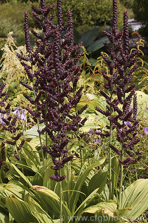 Veratrum nigrum, a summer-flowering rhizomatous perennial of the lily family found from southern Europe through temperate Asia to Siberia and Korea. The very dark red-black flowers have an unpleasant smell that attracts pollinating flies. veratrum-3384htm'>Veratrum. <a href='melanthiaceae-plant-family-photoshtml'>Melanthiaceae</a>.