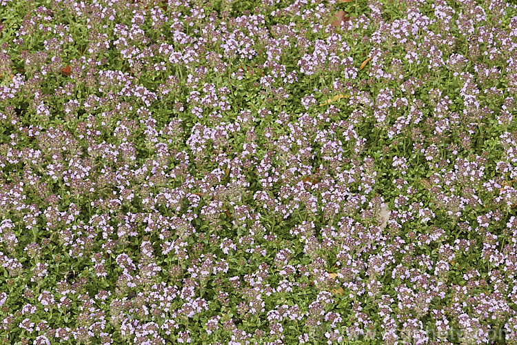 Wild Thyme (<i>Thymus serpyllum</i>), a prostrate, evergreen, summer-flowering sub-shrub from northern Europe with very aromatic foliage occasionally used in cooking and which has given rise to many garden cultivars. Order: Lamiales, Family: Lamiaceae
