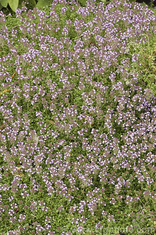 Wild Thyme (<i>Thymus serpyllum</i>), a prostrate, evergreen, summer-flowering sub-shrub from northern Europe with very aromatic foliage occasionally used in cooking and which has given rise to many garden cultivars. Order: Lamiales, Family: Lamiaceae