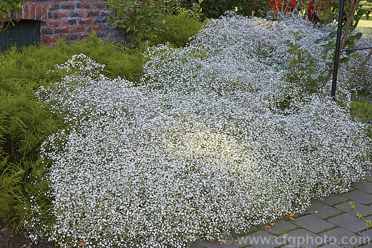 Double-flowered Baby's Breath (<i>Gypsophila paniculata 'Bristol Fairy'), a hardy European and central Asian perennial. Its delicate flower sprays last well when cut. Order: Caryophyllales, Family: Caryophyllaceae