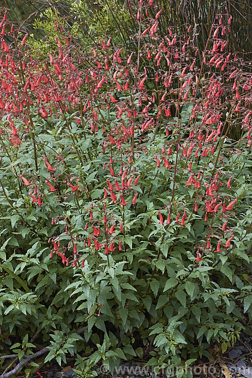 Cape Fuchsia (<i>Phygelius capensis</i>), a near-evergreen, spring- to autumn-flowering subshrub native to the Drakensberg. Mountains, central Natal and northeast. Transvaal, South Africa. It grows to around 1m tall x 15m wide. Order: Lamiales, Family: Scrophulariaceae
