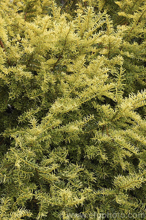 Taxus baccata 'Aurea Marginata' (syn 'Aureomarginata'), this cultivar of the Common Yew, a very tough and widely cultivated Eurasian conifer, has foliage with a broad gold edge. This is more apparent on the young growth but is retained as a narrower band on mature leaves. Order: Pinales, Family: Taxaceae