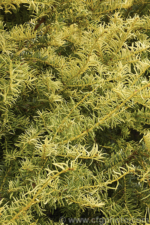 Taxus baccata 'Aurea Marginata' (syn 'Aureomarginata'), this cultivar of the Common Yew, a very tough and widely cultivated Eurasian conifer, has foliage with a broad gold edge. This is more apparent on the young growth but is retained as a narrower band on mature leaves. Order: Pinales, Family: Taxaceae